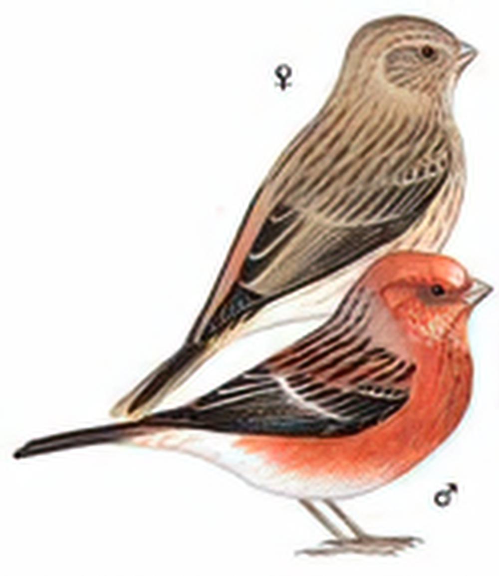 北朱雀 / Pallas\'s Rosefinch