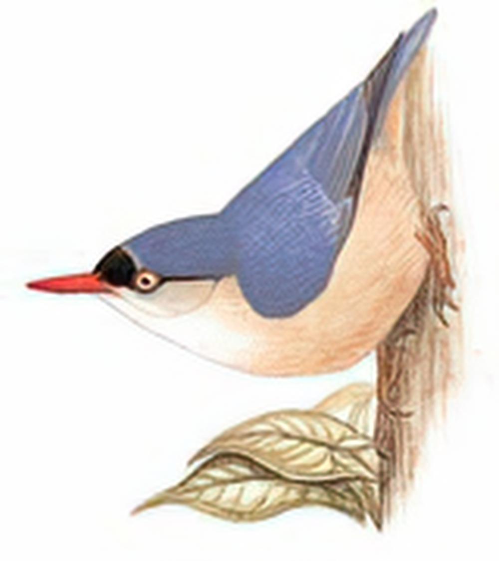 绒额䴓 / Velvet-fronted Nuthatch