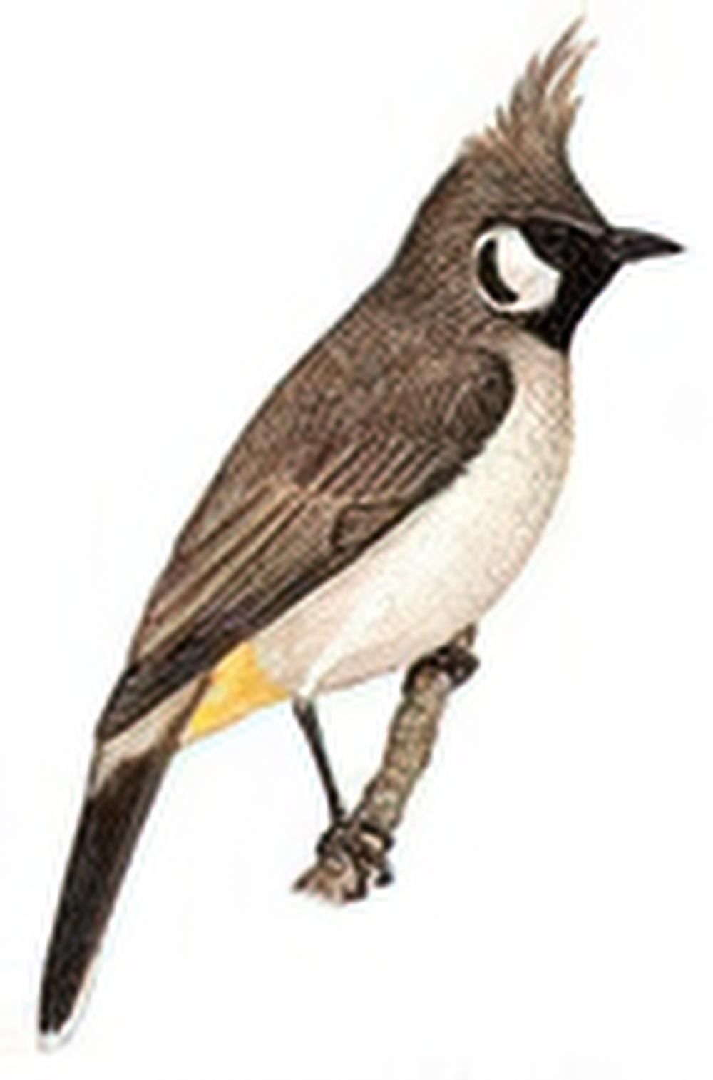 白颊鹎 / Himalayan Bulbul