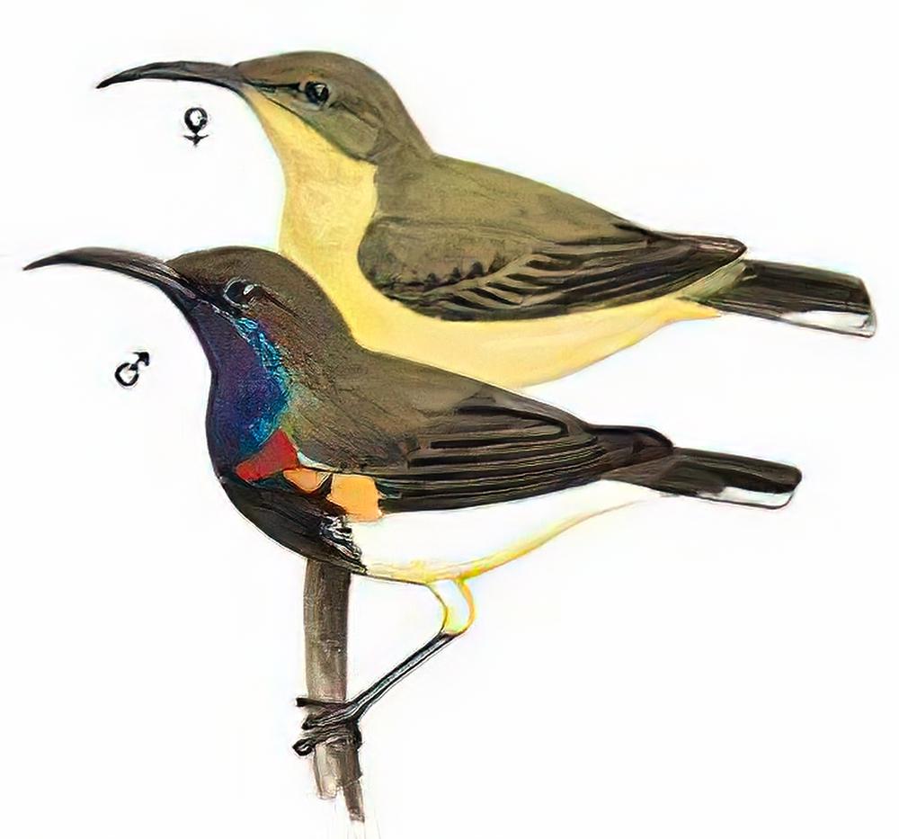 黄腹花蜜鸟 / Olive-backed Sunbird