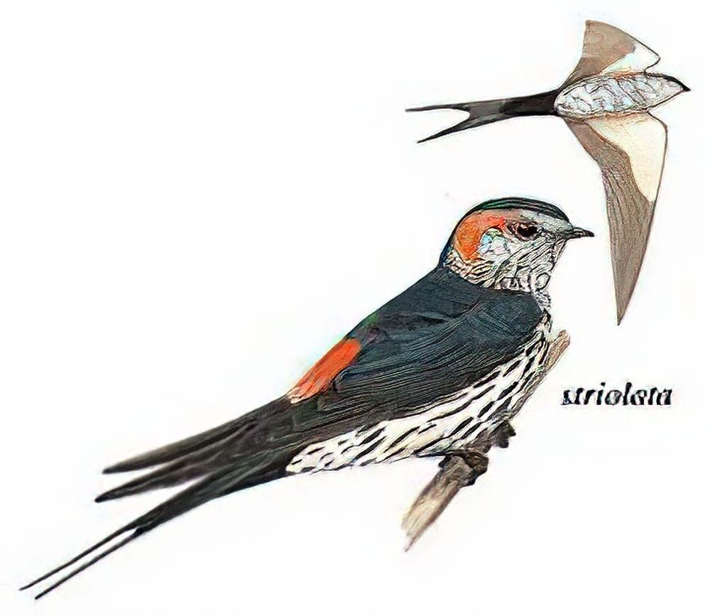 斑腰燕 / Striated Swallow