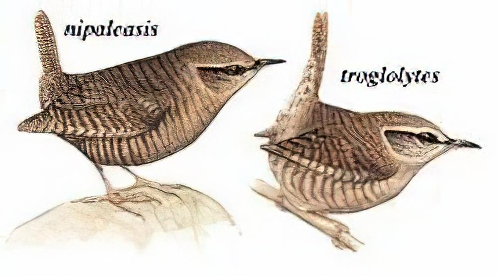 鹪鹩 / Wren