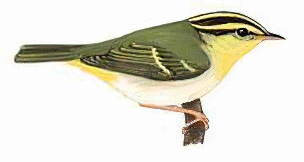 黄胸柳莺 / Yellow-vented Warbler