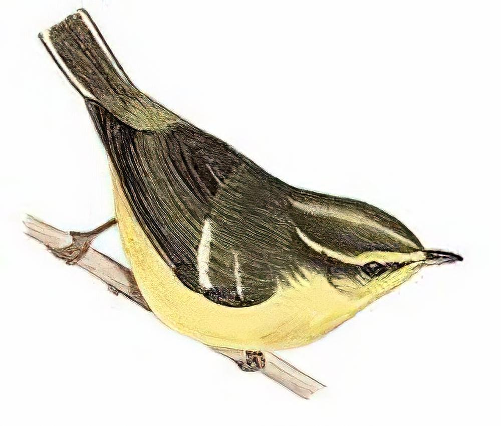 海南柳莺 / Hainan Leaf Warbler