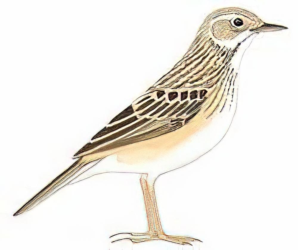 田鹨 / Paddyfield Pipit