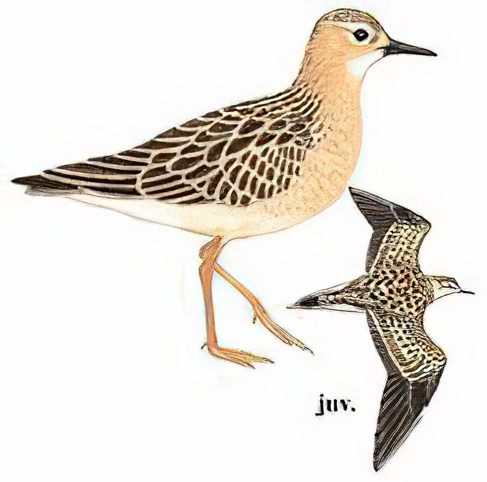 饰胸鹬 / Buff-Breasted Sandpiper