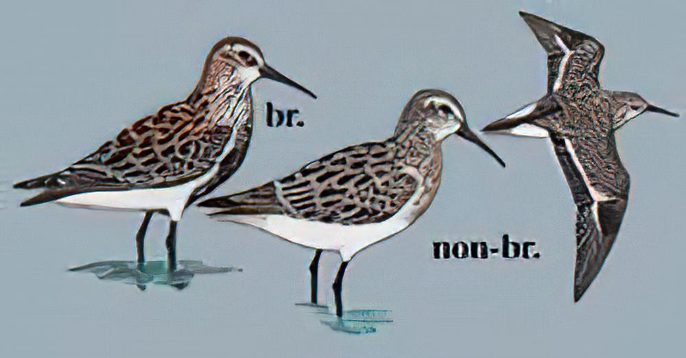 黑腹滨鹬 / Dunlin