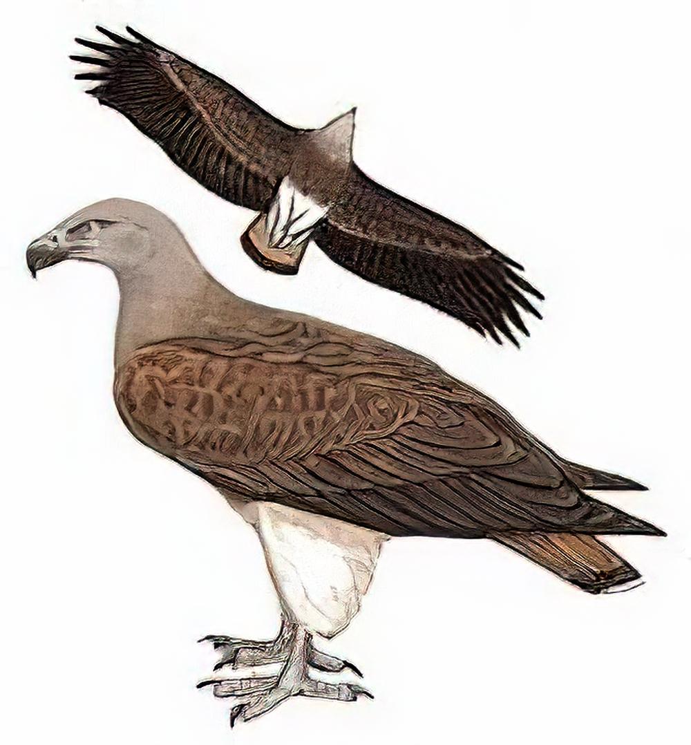 渔雕 / Lesser Fish-Eagle