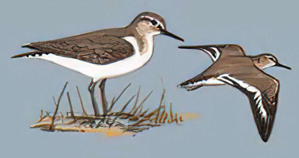 矶鹬 / Common Sandpiper