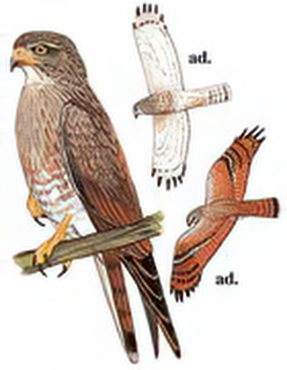 棕翅鵟鹰 / Rufous-winged Buzzard