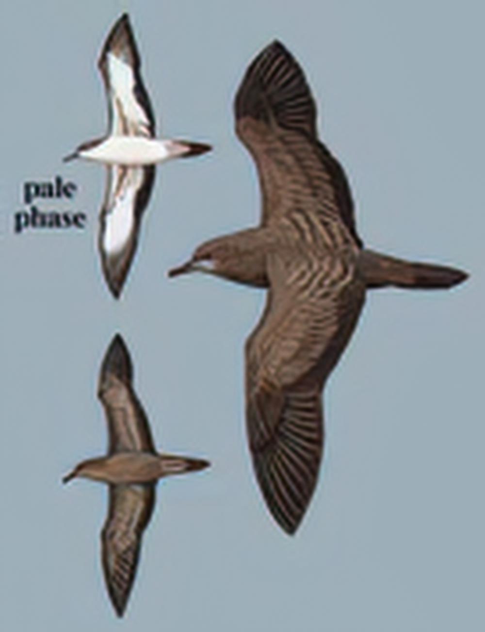 曳尾鹱 / Wedge-tailed Shearwater