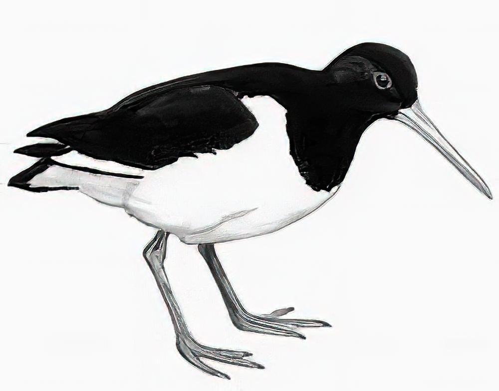 蛎鹬 / Eurasian Oystercatcher