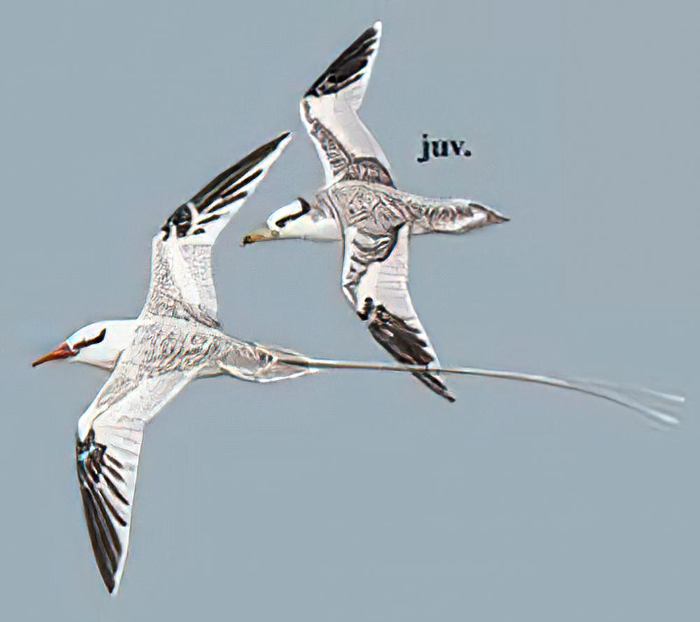 短尾鹲 / Short-Tailed Tropicbird