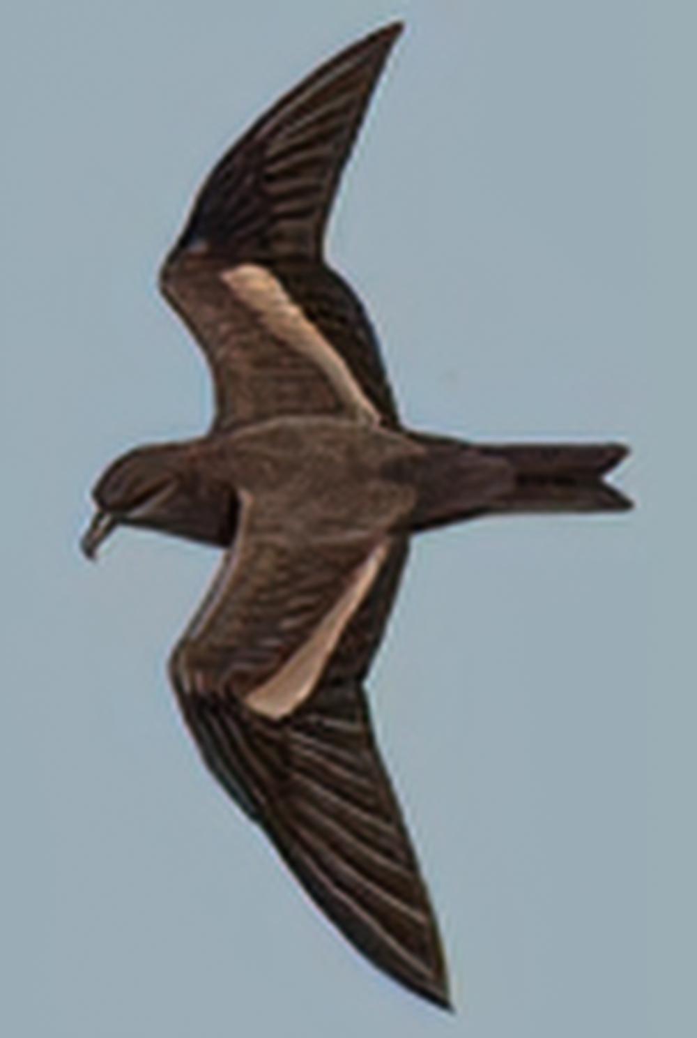 黑叉尾海燕 / Swinhoe\'s Storm-Petrel