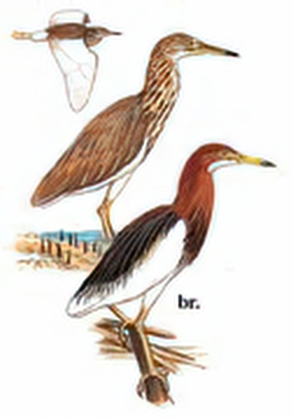 池鹭 / Chinese Pond-Heron