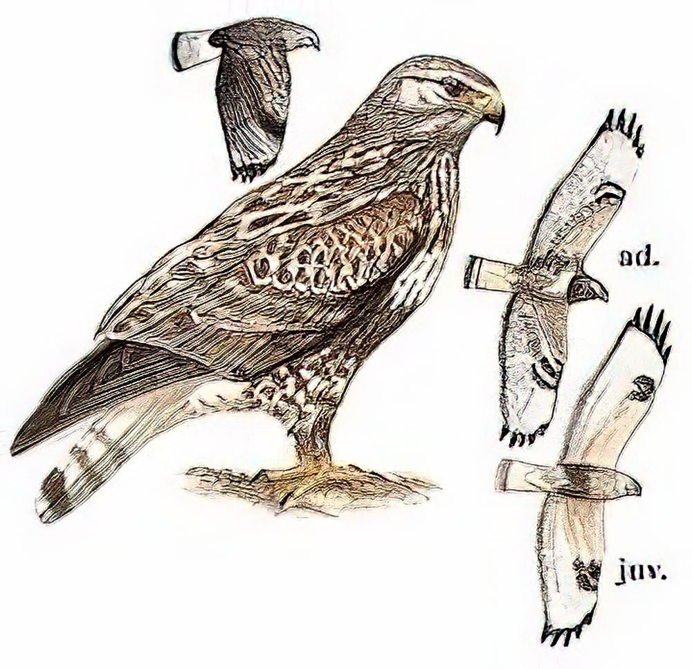 毛脚鵟 / Rough-legged Buzzard