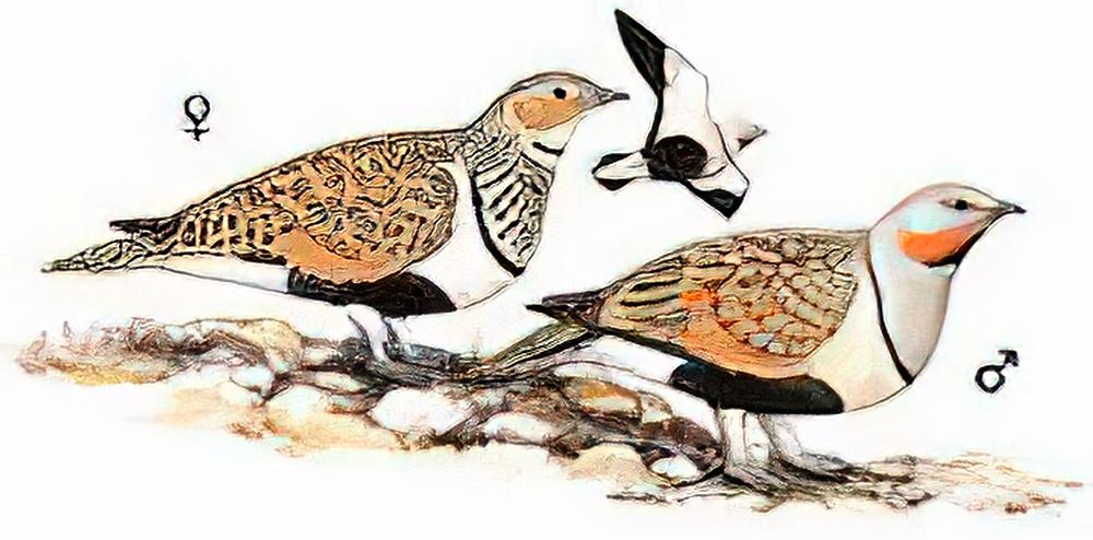 黑腹沙鸡 / Black-bellied Sandgrouse