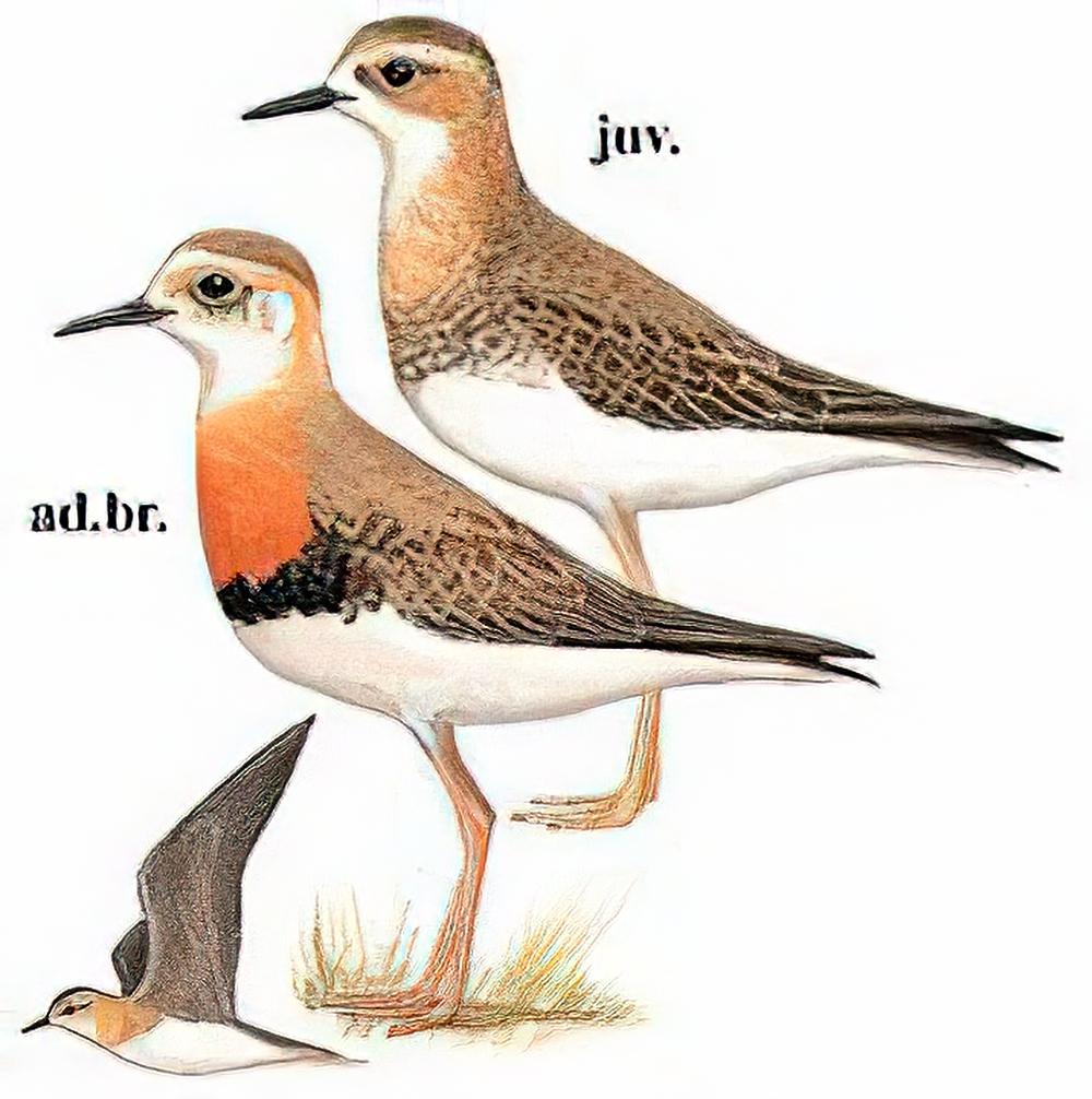 东方鸻 / Oriental Plover