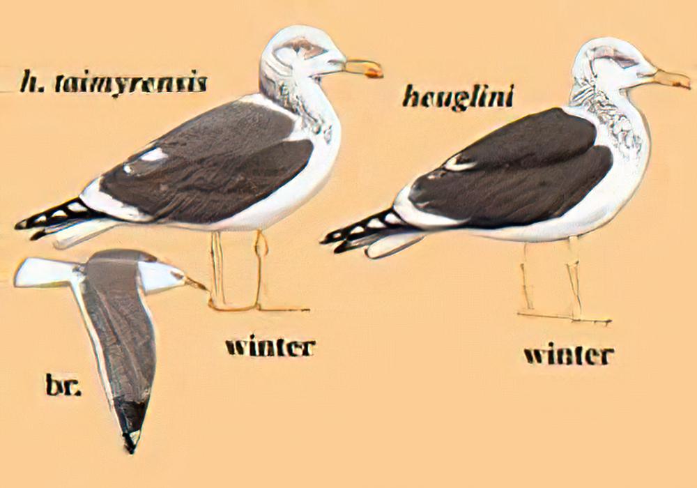 灰林银鸥 / Heuglin\'s Gull