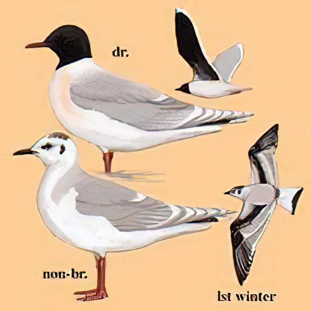 小鸥 / Little Gull