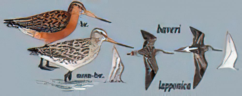 斑尾塍鹬 / Bar-tailed Godwit