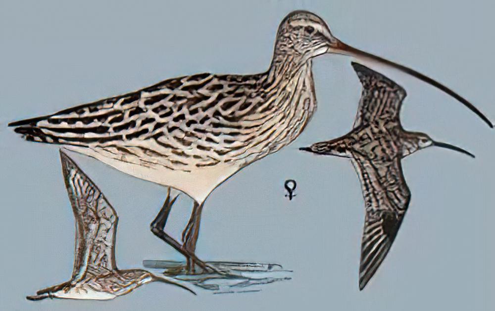 大杓鹬 / Far Eastern Curlew