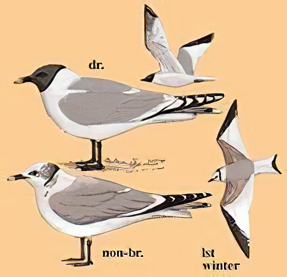 叉尾鸥 / Sabine\'s Gull