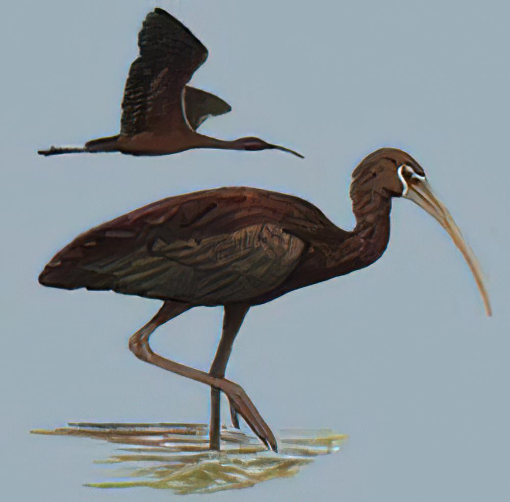 彩鹮 / Glossy Ibis