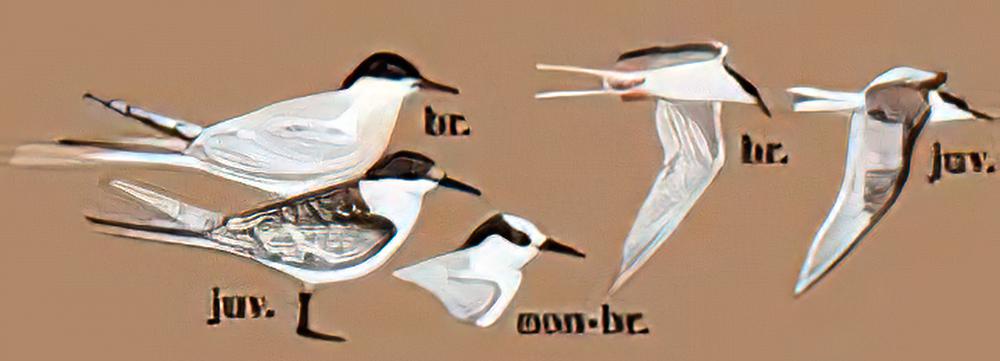 粉红燕鸥 / Roseate Tern