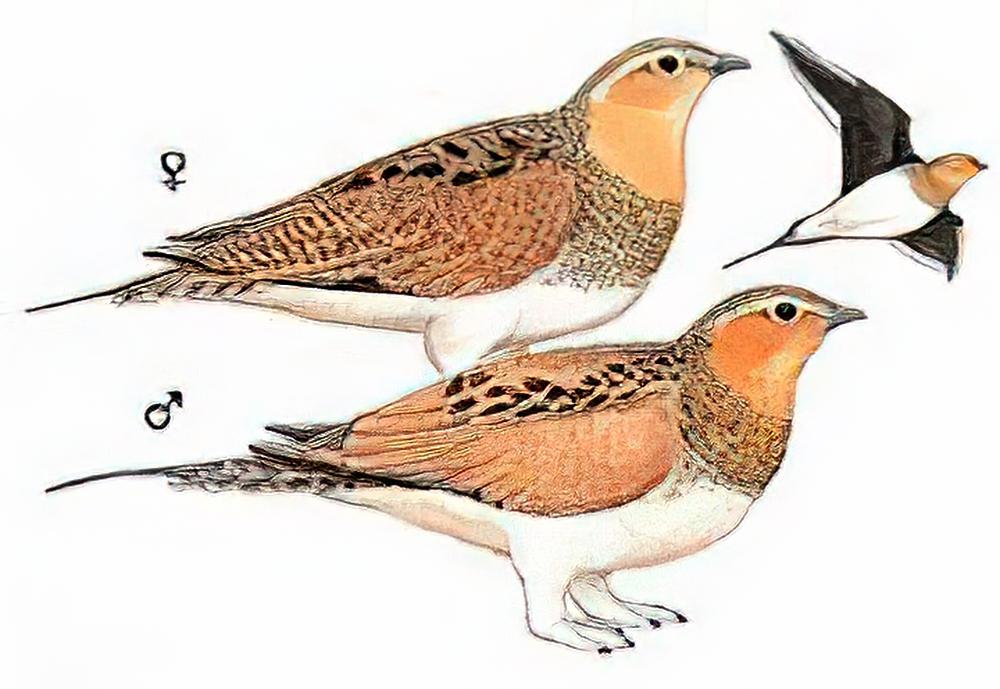 西藏毛腿沙鸡 / Tibetan Sandgrouse