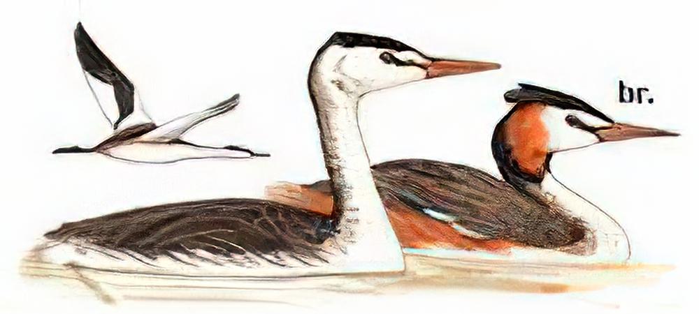 凤头䴙䴘 / Great Crested Grebe