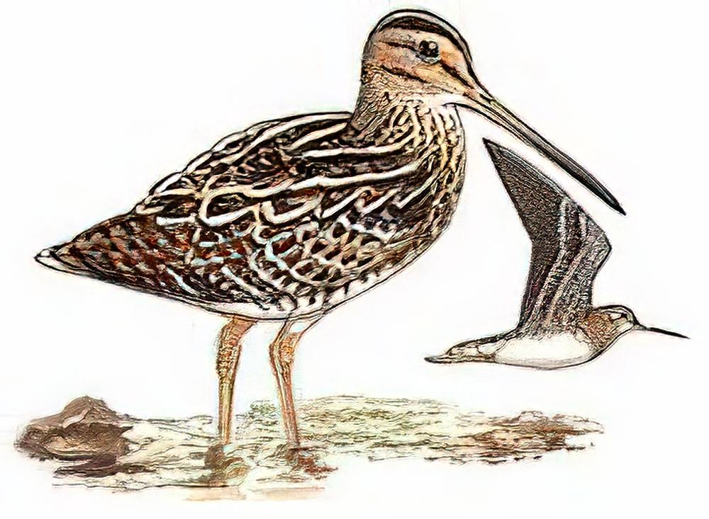 针尾沙锥 / Pintail Snipe