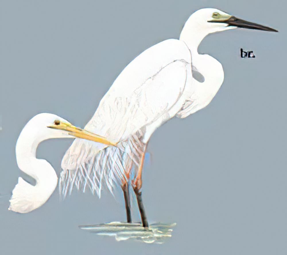 大白鹭 / Large Egret