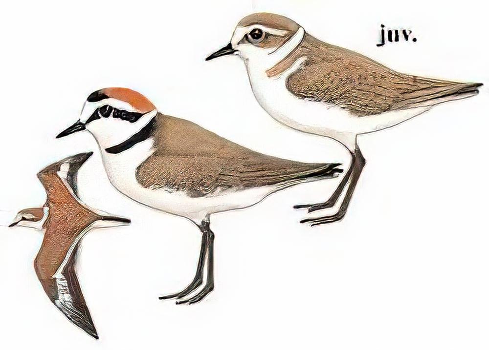 环颈鸻 / Kentish Plover