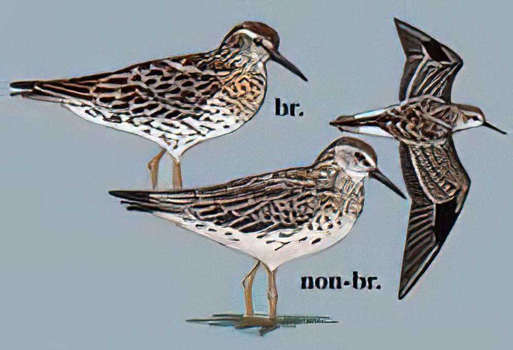 尖尾滨鹬 / Sharp-tailed Sandpiper