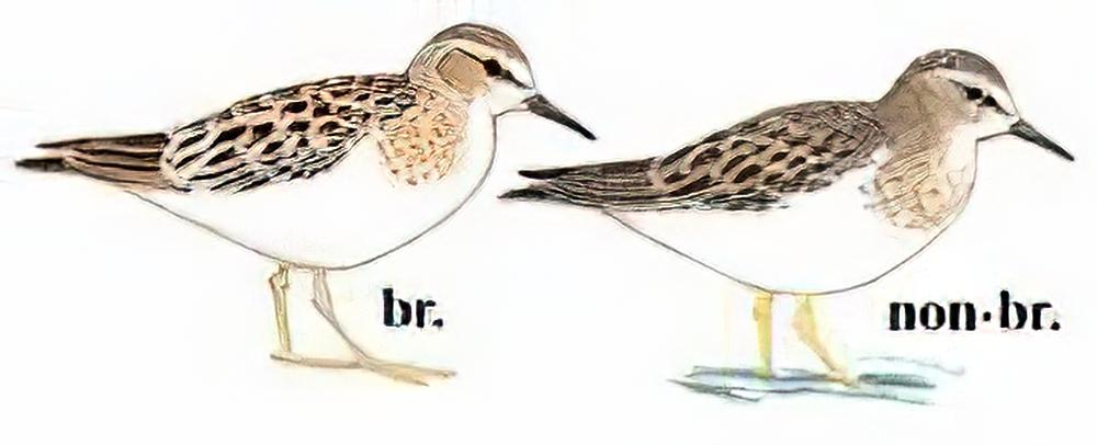 青脚滨鹬 / Temminck\'s Stint