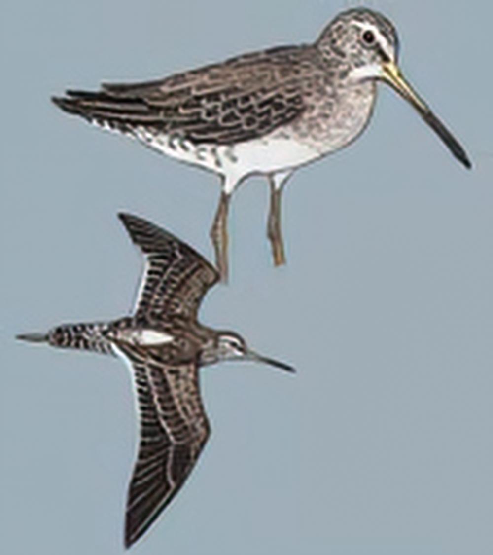 长嘴鹬 / Long-billed Dowitcher