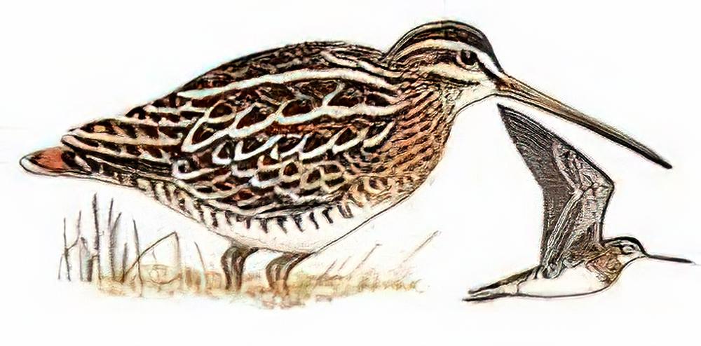 大沙锥 / Swinhoe\'s Snipe