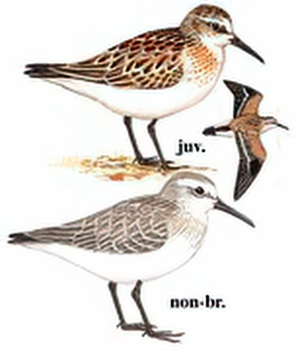 西方滨鹬 / Western Sandpiper