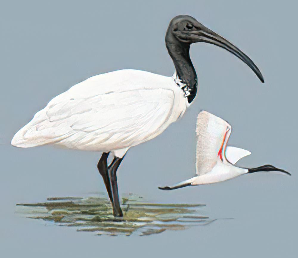 [黑头]白鹮 / White Ibis