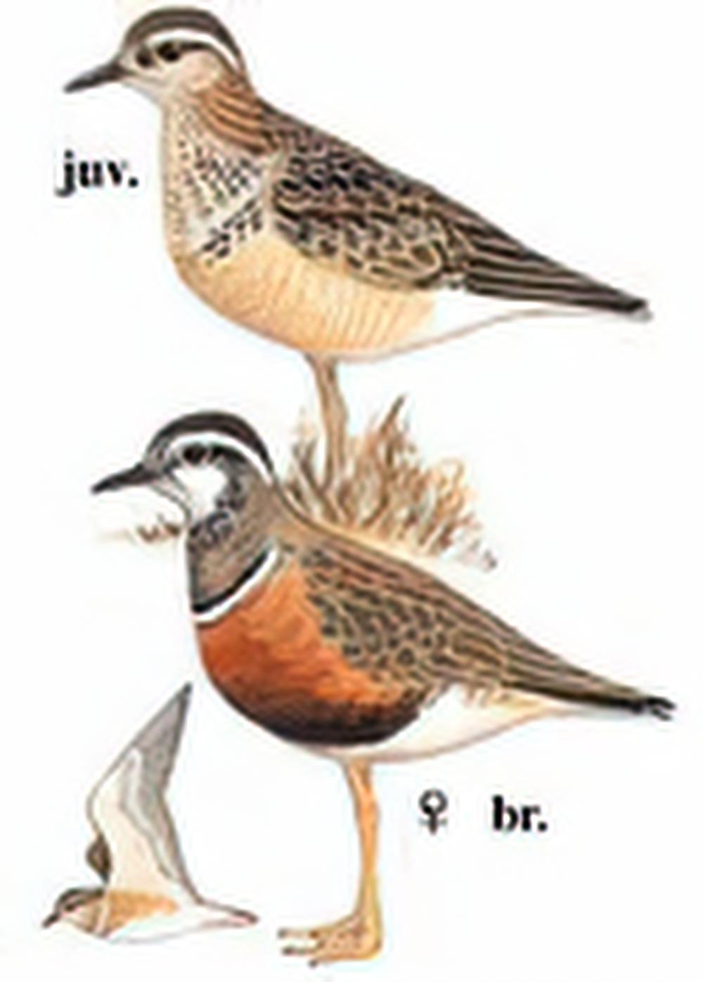 小嘴鸻 / Eurasian Dotterel