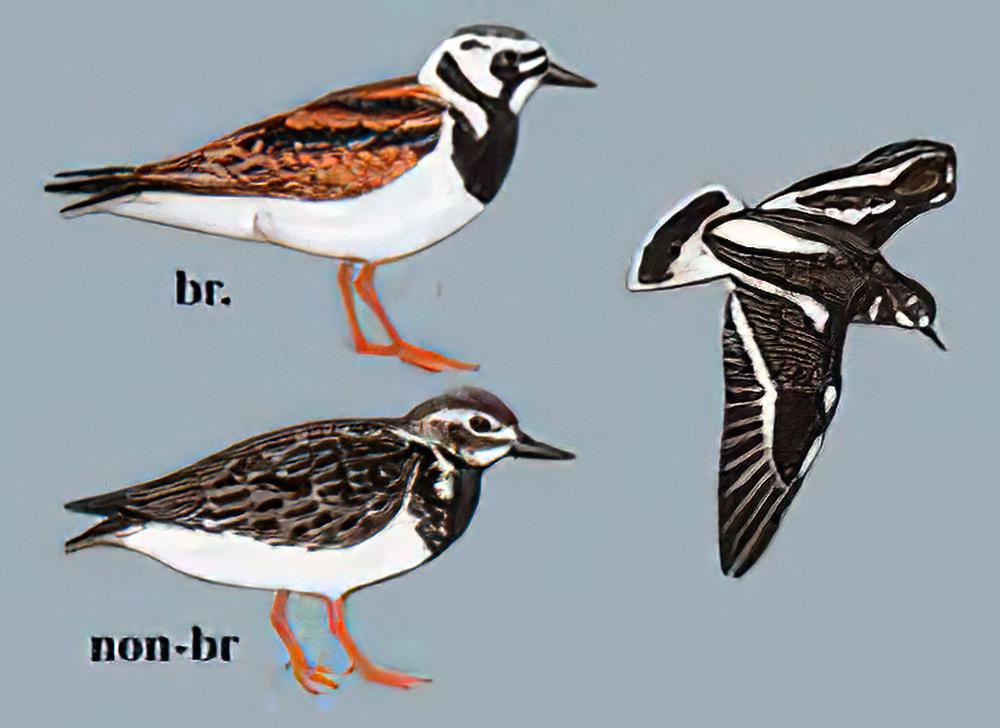 翻石鹬 / Ruddy Turnstone