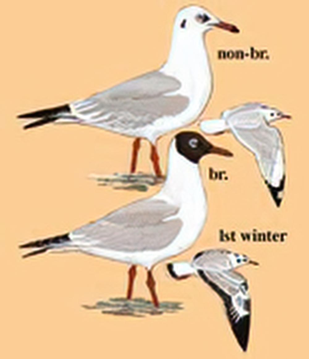 棕头鸥 / Brown-headed Gull