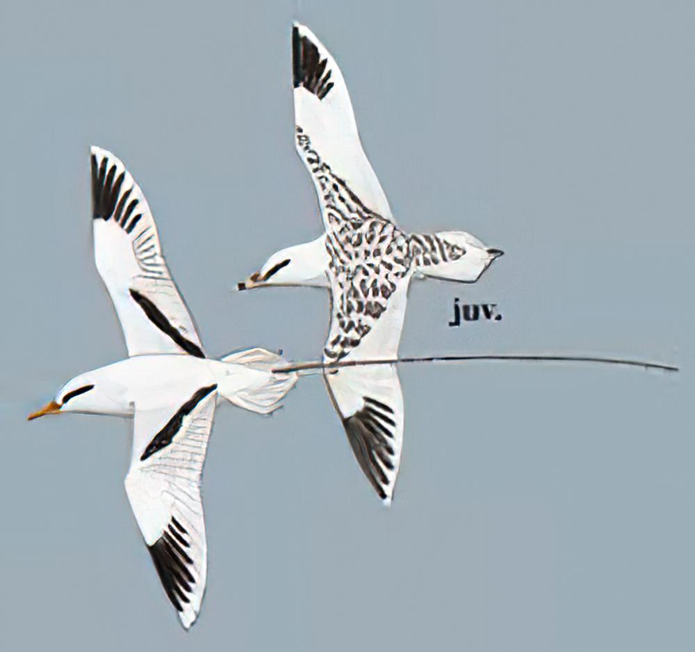 白尾鹲 / White-tailed Tropicbird