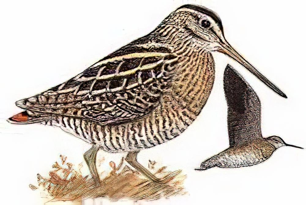 林沙锥 / Wood Snipe