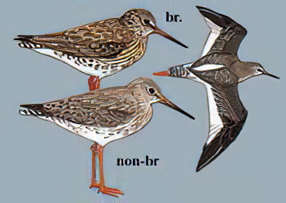 红脚鹬 / Common Redshank