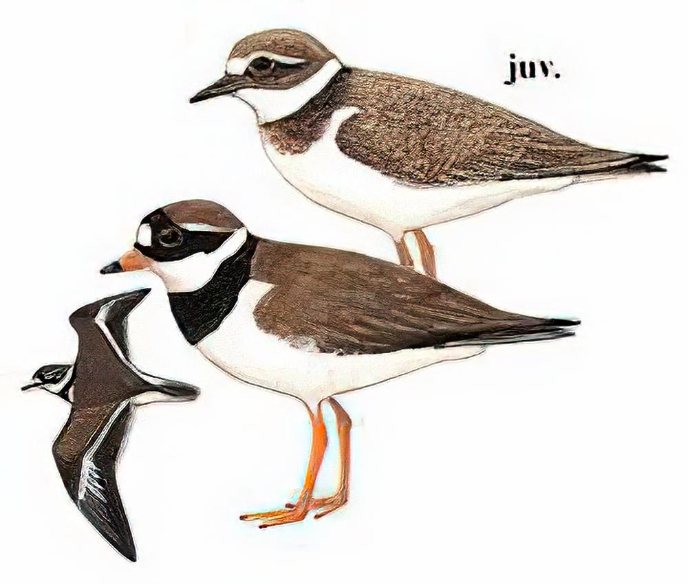 剑鸻 / Common Ringed Plover