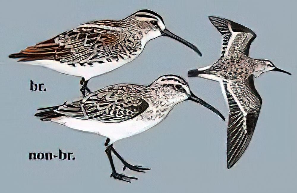 阔嘴鹬 / Broad-billed Sandpiper