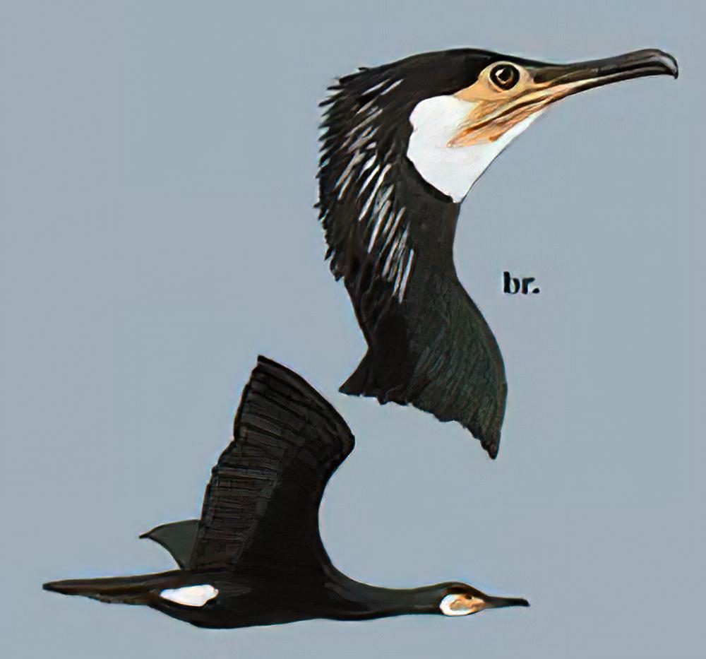 暗绿背鸬鹚 / Temminck\'s Cormorant