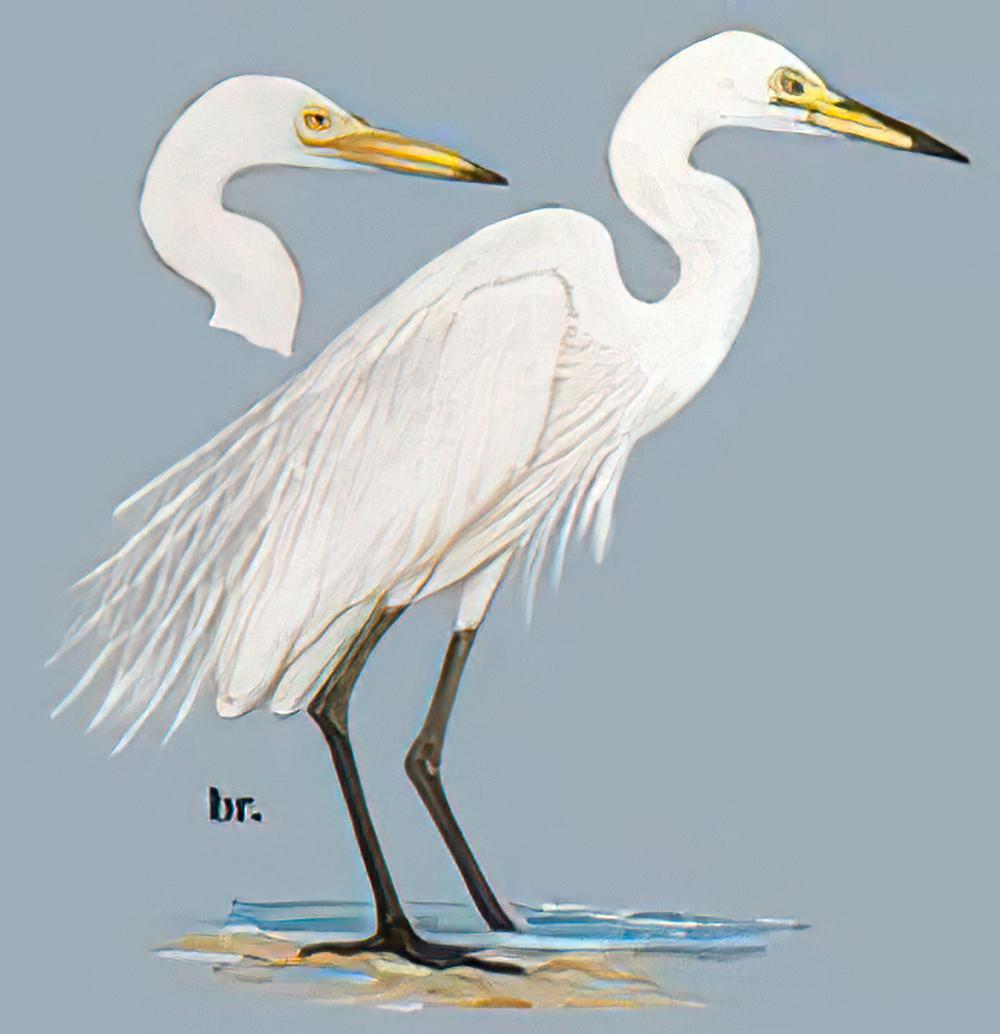 中白鹭 / Intermediate Egret